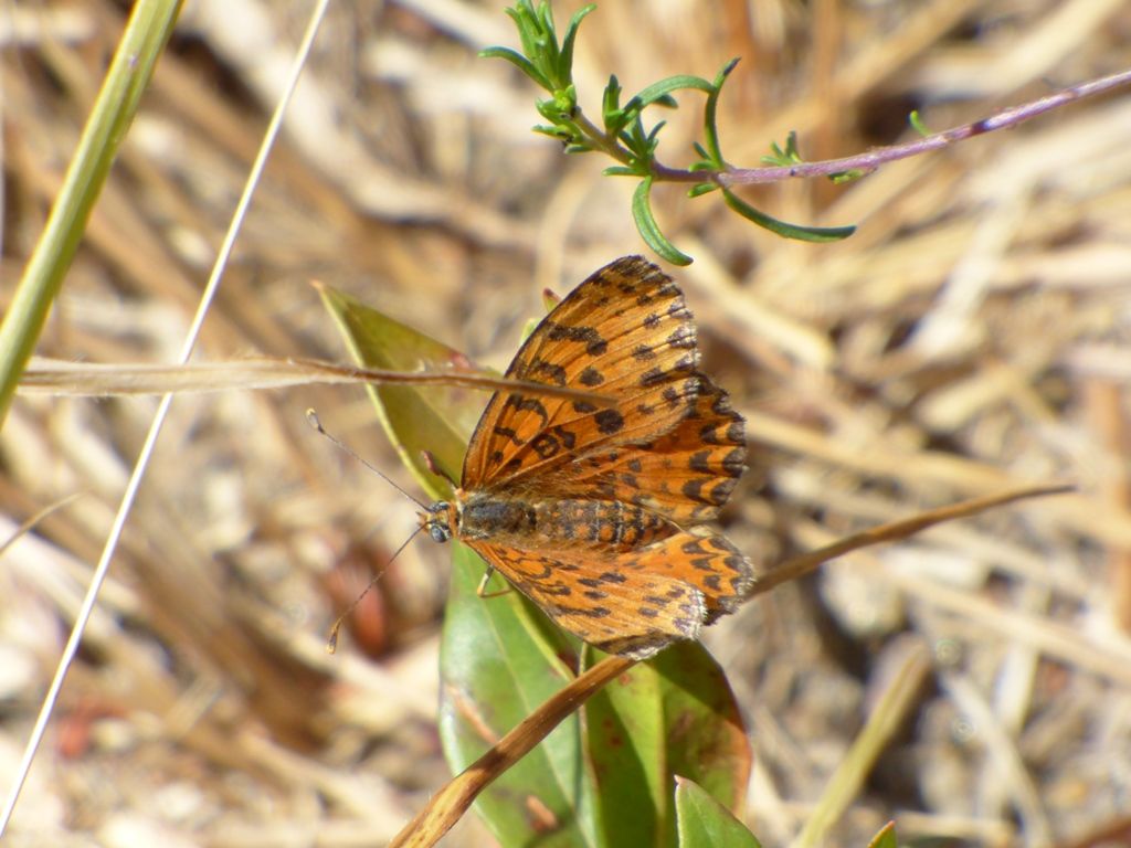 Melitaea dydima, Nymphalidae